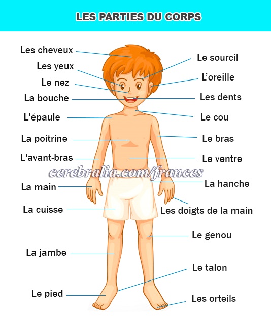 Las partes del cuerpo en francés