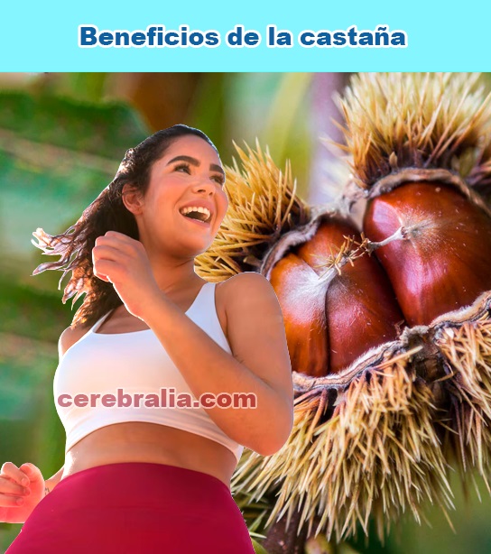 Beneficios de la castaña Beneficios de la castaña