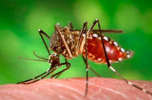 Mosquito del Zika
