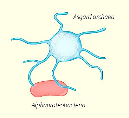 Qué es la endosimbiosis