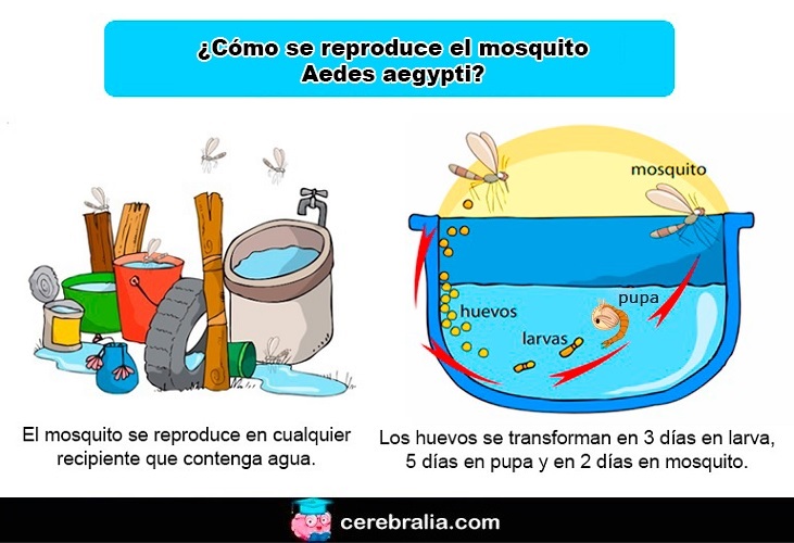 Cómo se reproduce el mosquito del zika