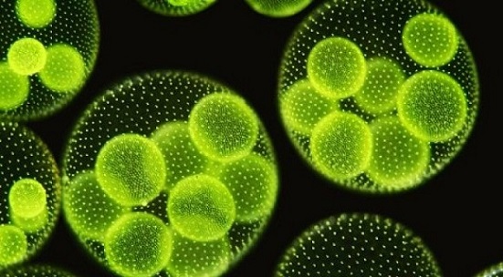 El papel del fitoplancton en la producción de núcleos de condensación