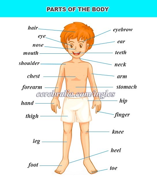 Las partes del cuerpo en inglés