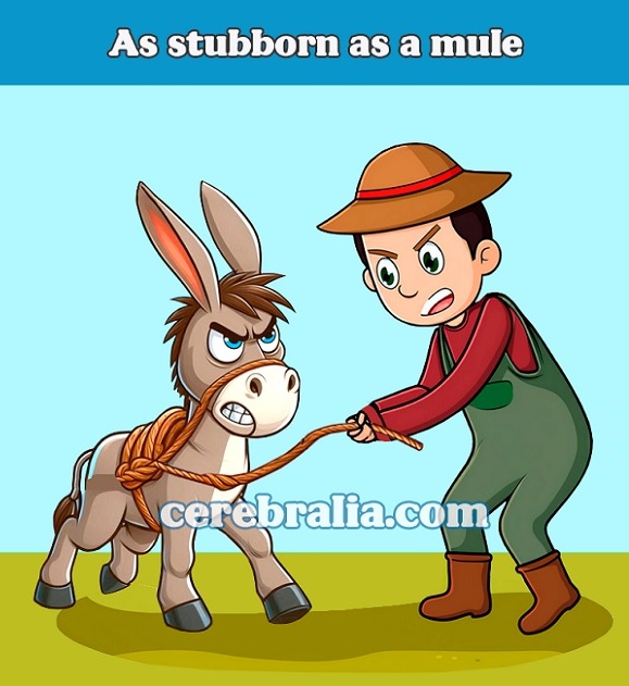 As stubborn as a mule