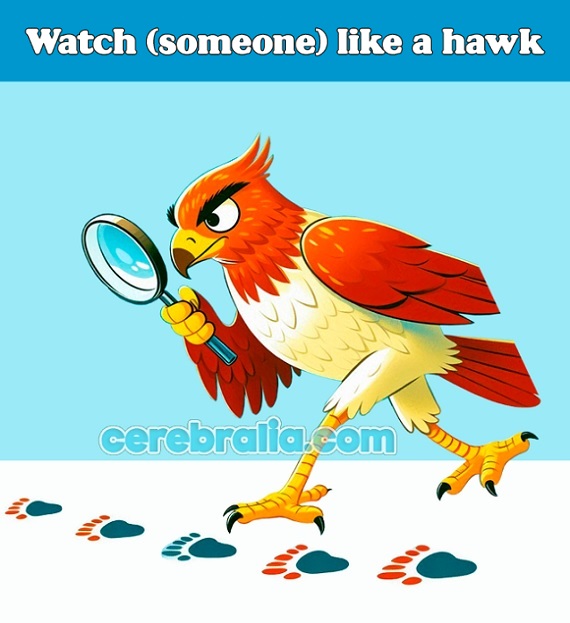 Watch like a hawk