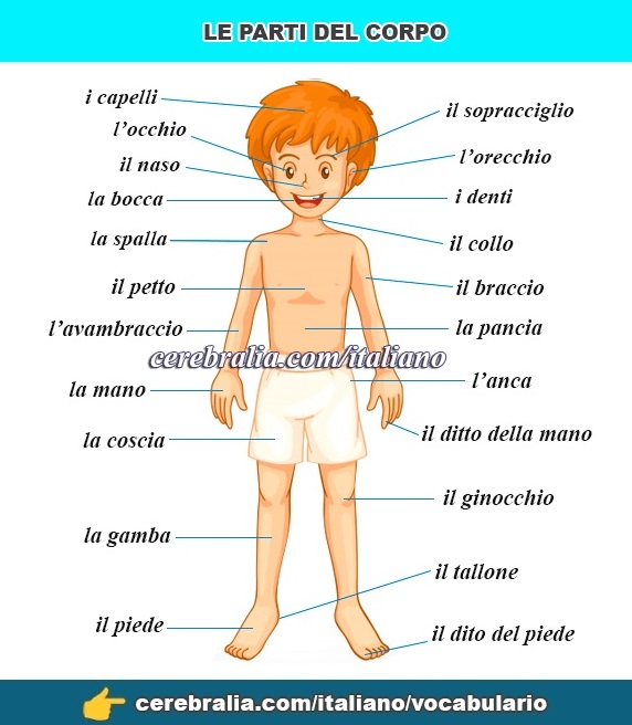 Las partes del cuerpo en italiano