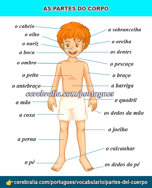 Las partes del cuerpo en portugués