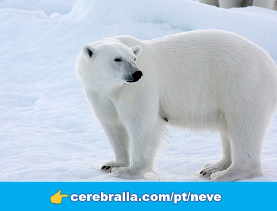 Por que a neve é branca?