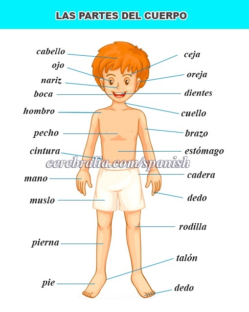 Parts of the body in Spanish